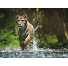 Papier peint panoramique intissé 18751 Siberian Amur Tiger 7 pces 350 x 260 cm