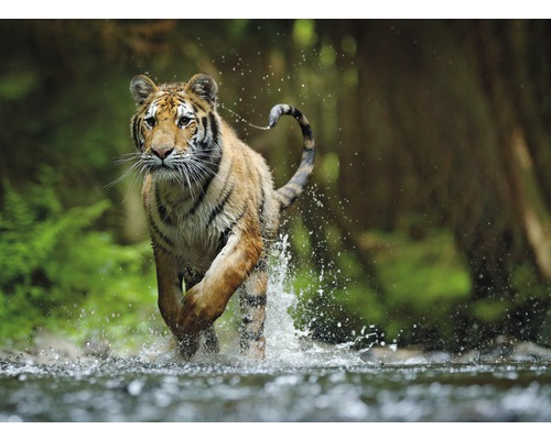 Papier peint panoramique intissé 18751 Siberian Amur Tiger 7 pces 350 x 260 cm