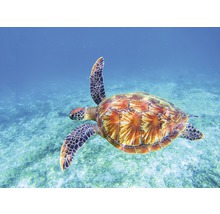Une tortue de mer nage dans l''océan.
