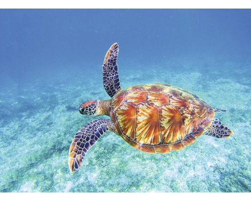 Fototapete Vlies 18756 Big Green Sea Turtle 7-tlg. 350 x 260 cm