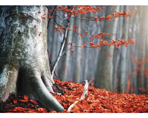 Papier peint panoramique intissé 21774 Old Autumn Tree 8 pces 400 x 260 cm