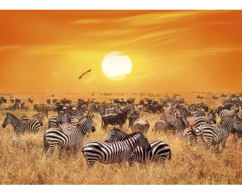 Papier peint panoramique intissé 18776 African Antelopes and Zebras 7 pces 350 x 260 cm