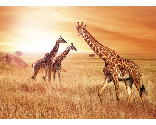 Papier peint panoramique intissé 22786 African Giraffes 10 pces 500 x 280 cm