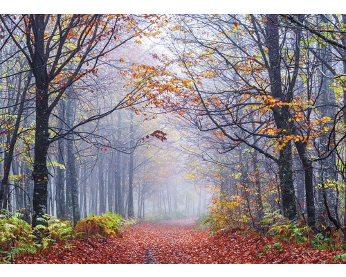 Papier peint panoramique intissé 18789 Foggy Autumn Forest Road 7 pces 350 x 260 cm