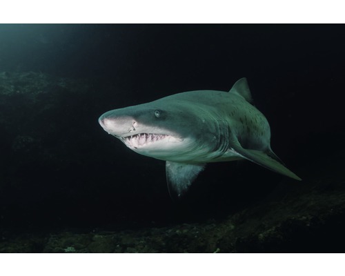 Papier peint panoramique intissé 18824 Tooth Shark 7 pces 350 x 260 cm Un requin-taureau nage dans une eau sombre.
