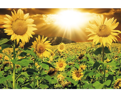 Papier peint panoramique intissé 21884 Sunflowers 8 pces 400 x 260 cm