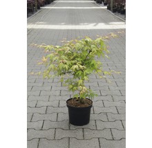 Érable japonais en pot