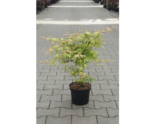 Érable palmé du Japon Acer palmatum « Katsura » H 40-50 cm Co 4,5 l