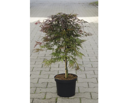 Érable palmé du Japon Acer palmatum « Orangeola » H 40-50 cm Co 4,5 l