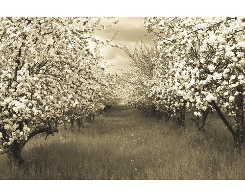 Papier peint panoramique intissé 18913 Sepia Spring Orchard 7 pces 350 x 260 cm