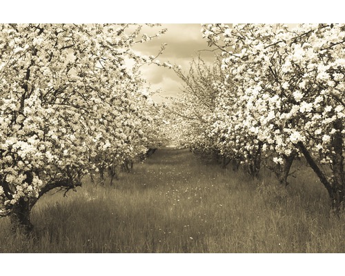 Fototapete Vlies 22913 Sepia Spring Orchard 10-tlg. 500 x 280 cm