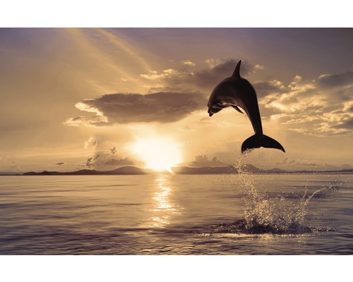 Papier peint panoramique intissé 21920 Jumping Dolphin 8 pces 400 x 260 cm