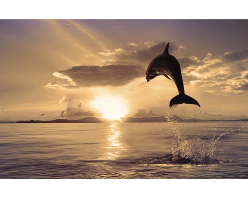 Fototapete Vlies 22920 Jumping Dolphin 10-tlg. 500 x 280 cm