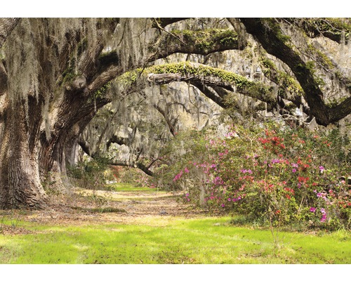 Fototapete Vlies 18969 Live Oak Tunnel 7-tlg. 350 x 260 cm