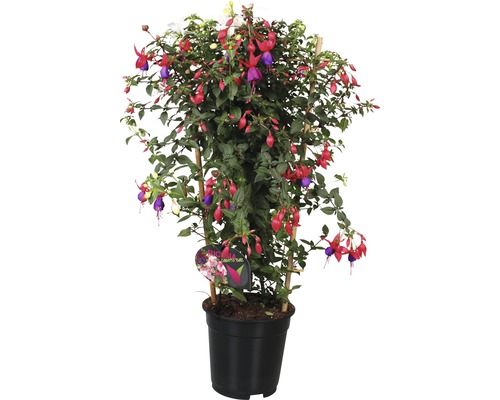 Fuchsia bicolore FloraSelf Fuchsia-Cultivars pot Ø 19 cm assorti