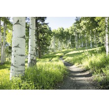 Waldweg mit Bäumen und Gras