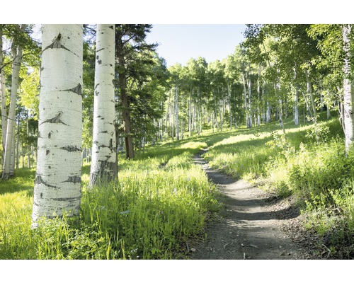 Papier peint panoramique intissé 18988 Birch Tree Trail 7 pces 350 x 260 cm