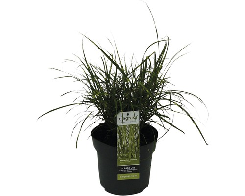 Zwerg-Chinaschilf Zebragras FloraSelf Miscanthus sinensis 'Strictus Dwarf' H 10-100 cm T 14 cm