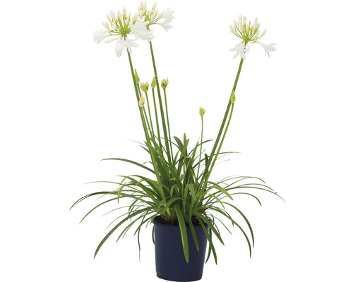 Agapanthe FloraSelf Agapanthus africanus 'Amourette' hauteur totale env. 40-50 cm Ø 17 cm pot blanc Agapanthe FloraSelf Agapanthus africanus 'Amourette' hauteur totale env. 40-50 cm Ø 17 cm pot blanc