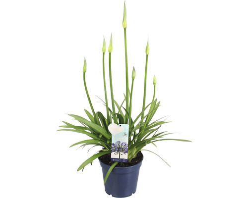 Agapanthe en pot avec floraison