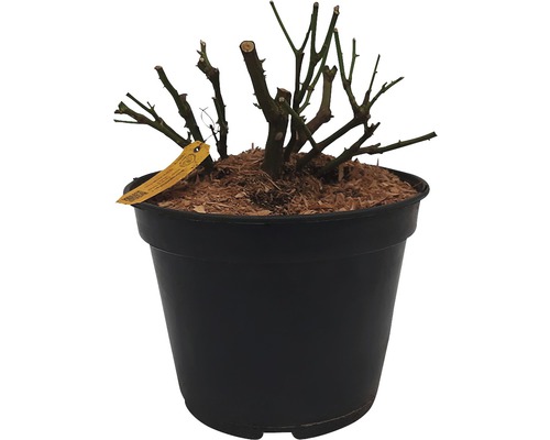 Rose en pot, taillée