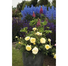 Gelbe Rosen und Lupinen in einem Topf