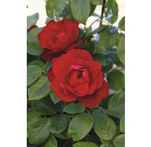 Gros plan de fleurs de roses rouges avec des feuilles vertes
