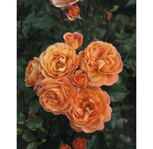 Gros plan sur des fleurs de roses orange