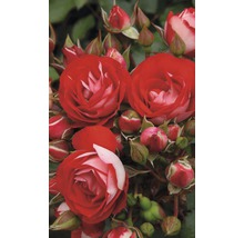 Gros plan de fleurs de roses rouges et blanches