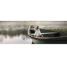 Jack Russell Terrier sitzt in einem Ruderboot auf einem See