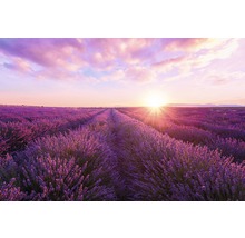 Champ de lavande au lever du soleil