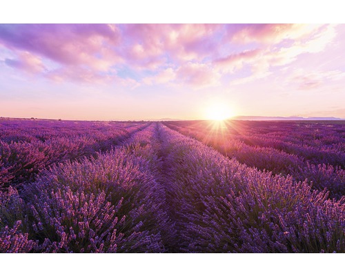 Panneau décoratif Lavender Field 61x91 cm