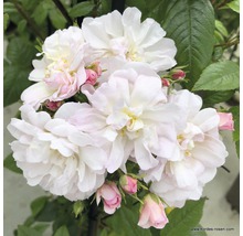 Gros plan d''une rose avec des fleurs et des boutons