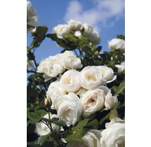Rosier grimpant Rosa 'Uetersener Klosterrose' h 60-80 cm Co 5 l