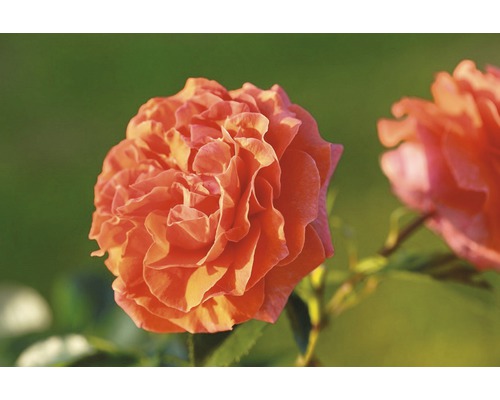 Gros plan sur une fleur de rose orange