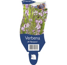 Verveine FloraSelf Verbena officinalis 'Bampton' h 20-40 cm Co 5 l-thumb-0