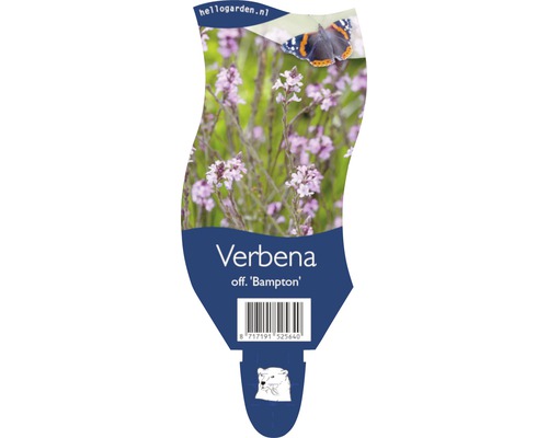 Verveine FloraSelf Verbena officinalis 'Bampton' h 20-40 cm Co 5 l