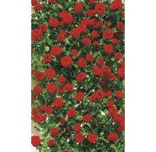 Kletterrose Rosa 'Santana' H 60-80 cm Co 5 L