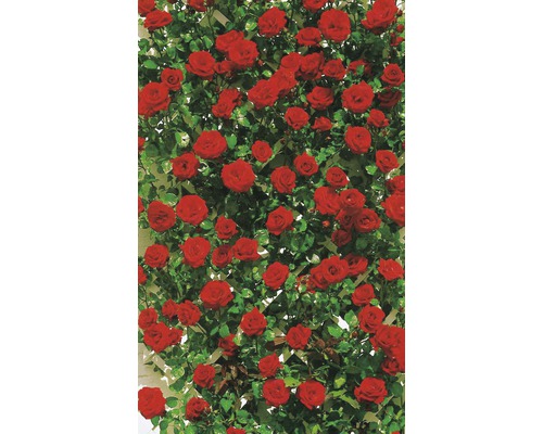 Rosier grimpant avec des fleurs rouges et des feuilles vertes sur un treillis.