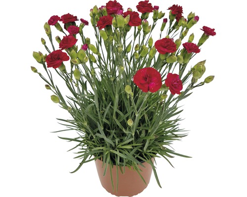 Œillet FloraSelf Dianthus pot Ø 19 cm