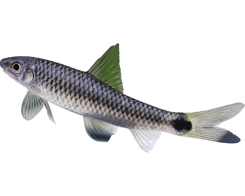 Fisch Genetzter Algenfresser - Crossocheilus reticulatus