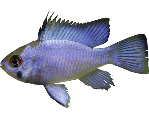 Fisch Schmetterlingsbarsch Electric blue - Mikrogeophagus ramirezi