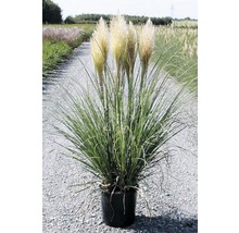 Petite herbe de la pampa, herbe de la pampa naine FloraSelf Cortaderia selloana 'Pumila' h 50-80 cm Co 15 l-thumb-2