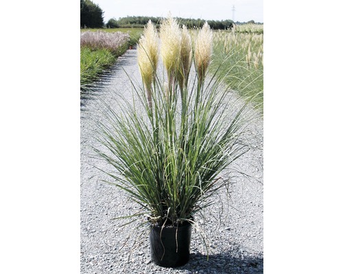 Herbe de la pampa dans un pot