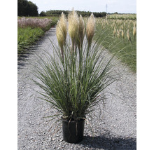 Petite herbe de la pampa, herbe de la pampa naine FloraSelf Cortaderia selloana 'Pumila' h 50-80 cm Co 15 l-thumb-1