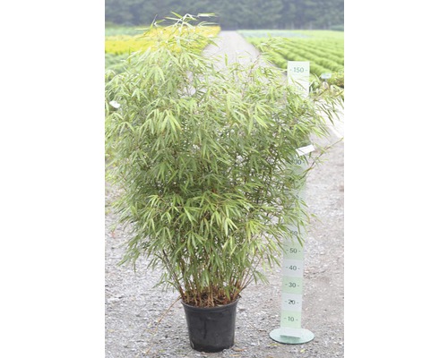 Bambus 'Asian Wonder' FloraSelf Fargesia 'Asian Wonder' H 100-125 cm Co 15  L - HORNBACH Luxemburg