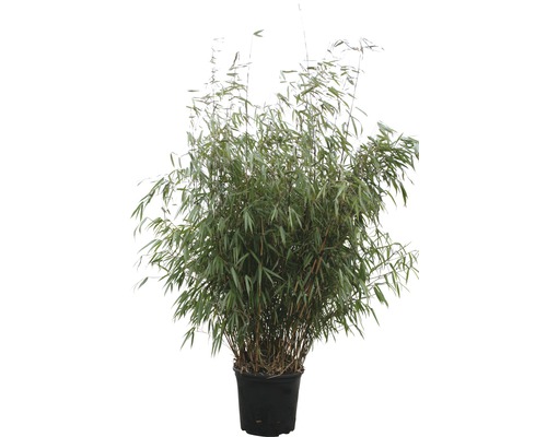 Bambus 'Asian Wonder' FloraSelf Fargesia 'Asian Wonder' H 100-125 cm Co 15  L - HORNBACH Luxemburg