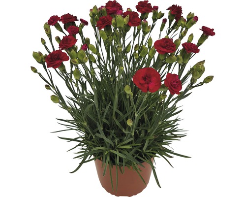 Œillets rouges en pot