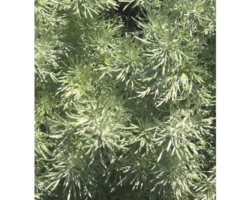 6 x aurone, arbuste Cola Artemisia abrotanum h 5-20 cm Co 0,5 l