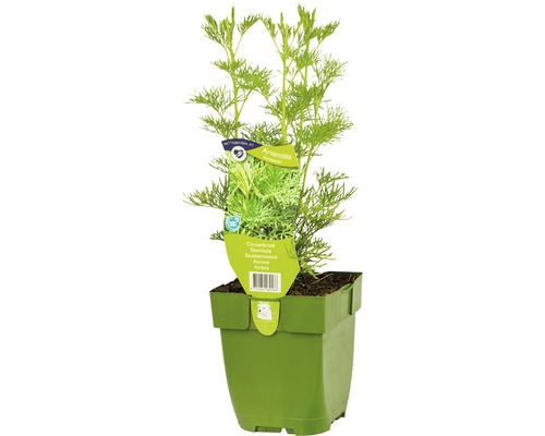 Eberraute Pflanze im Topf